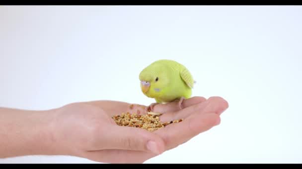 Słodka Zielona Papuga Zjada Jedzenie Ręki — Wideo stockowe