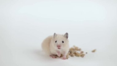 Küçük kahverengi bir hamster açık arkaplanda tahıl yer.