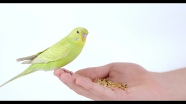 Şirin yeşil papağan elinden yemek yiyor.