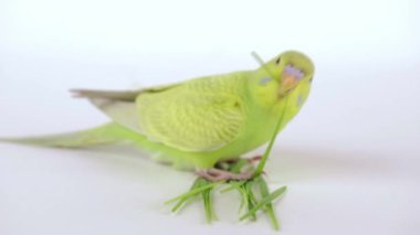 Şirin yeşil papağan arka planda çimen yiyor.