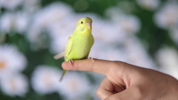 Roztomilý Zelený Papoušek Sedí Prstě — Stock video