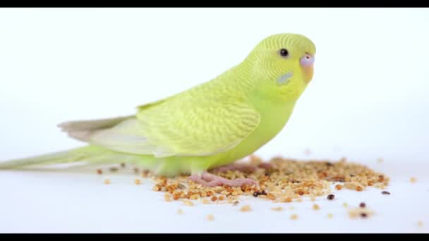 Söt Grön Papegoja Äter Mat Från Handen — Stockvideo