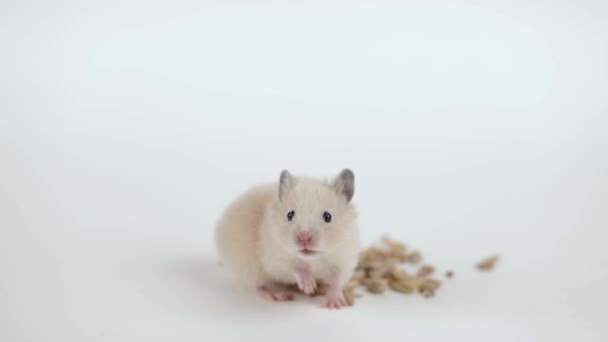 Een Kleine Bruine Hamster Eet Korrels Een Lichte Ondergrond — Stockvideo