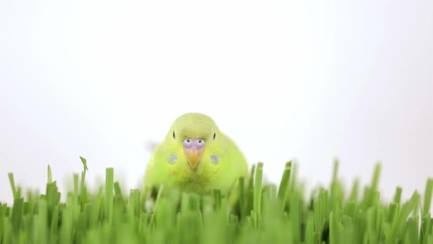 Χαριτωμένος Πράσινος Παπαγάλος Κάθεται Στο Γρασίδι — Αρχείο Βίντεο