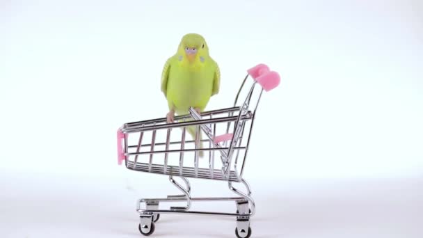 Cute Green Parrot Sits Supermarket Trolley — Stock Video