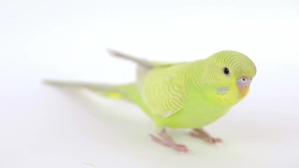 Zöld Papagáj Egy Könnyű Háttér Közelkép — Stock videók