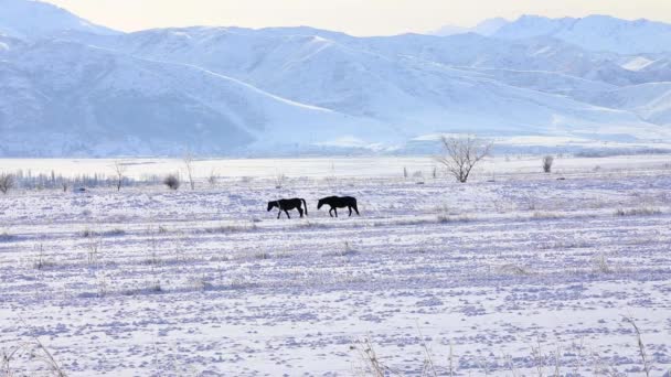 Horses Background Snowy Winter Mountains — Video