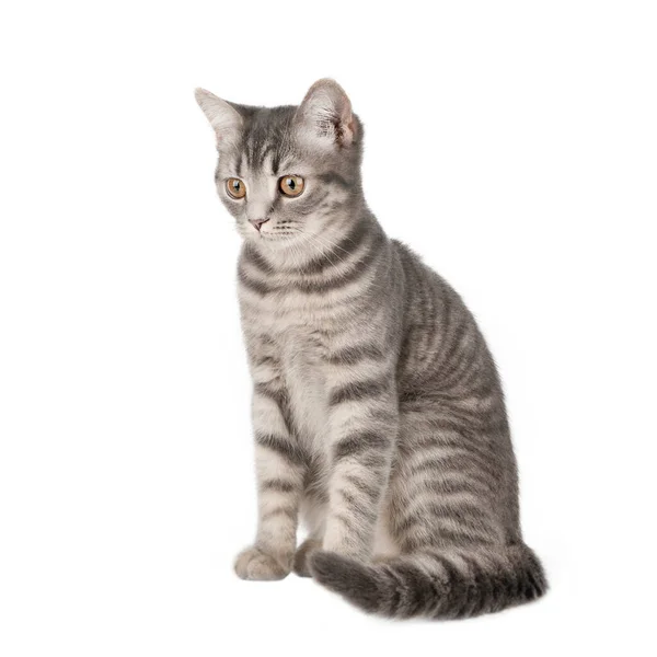 白地にグレーと黒の縞模様の尾をした猫が座っている — ストック写真