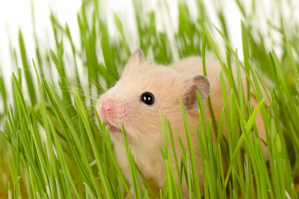 Een Hamster Zit Het Gras Rechtenvrije Stockafbeeldingen