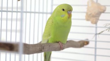 Tahta bir levrekte oturan yeşil papağan.