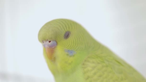 Zelený Papoušek Světlém Pozadí Zavřít — Stock video