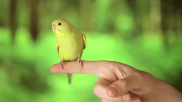 Słodkie Zielony Papuga Siedzi Palec — Wideo stockowe