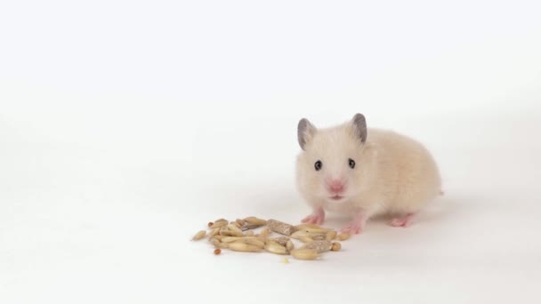Küçük Kahverengi Bir Hamster Açık Arkaplanda Tahıl Yer — Stok video