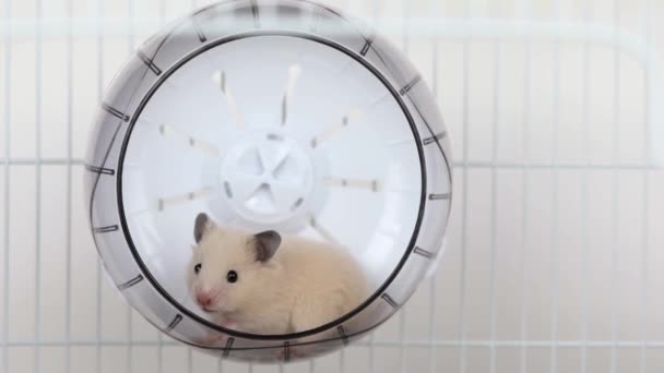 Hamster Coklat Lucu Duduk Roda — Stok Video