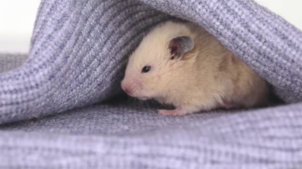 Cute Brown Hamster Sits Gray Knitted Fabric — Stock Video