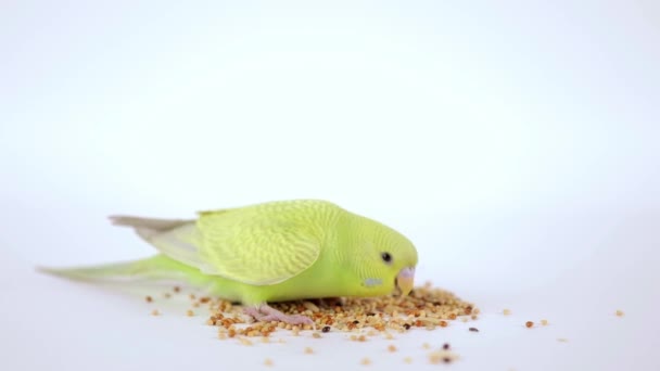 Bonito Papagaio Verde Come Comida Fundo Leve — Vídeo de Stock