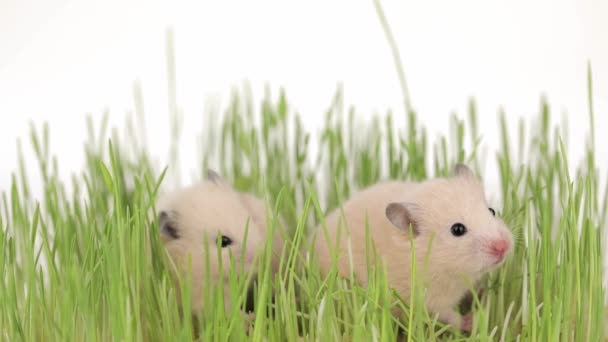 两只可爱的棕色仓鼠正坐在绿草中 — 图库视频影像