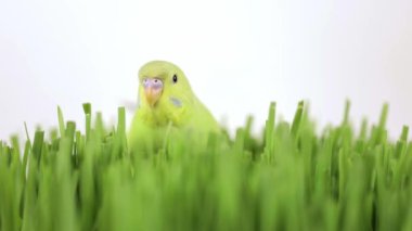 Şirin yeşil papağan çimenlerde oturuyor.