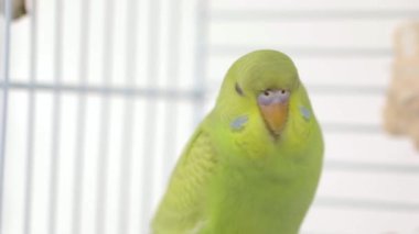 Tahta bir levrekte oturan yeşil papağan.