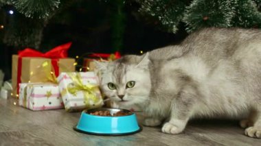 Gri bir kedi Noel ağacının arka planında yemek yiyor ve hediyeler alıyor.