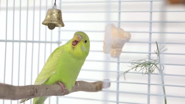 Grön Papegoja Sittande Träabborre — Stockvideo