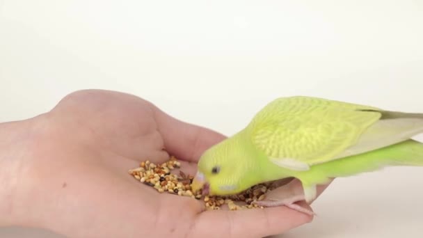 Χαριτωμένο Πράσινο Παπαγάλος Τρώει Τρόφιμα Από Χέρι — Αρχείο Βίντεο