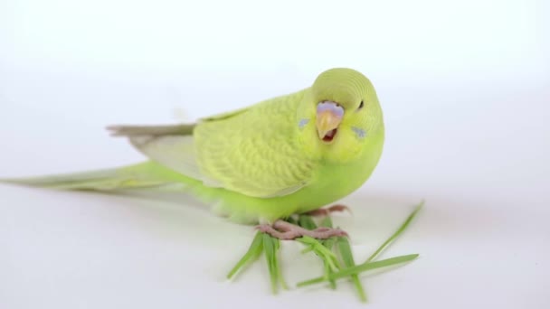 Niedlicher Grüner Papagei Frisst Gras Auf Hellem Hintergrund — Stockvideo