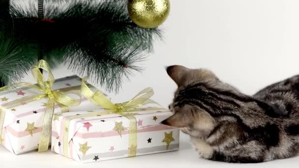 Hnědé Kotě Sedí Vánočního Stromku — Stock video