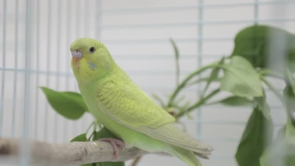 Zöld Papagáj Egy Sügér — Stock videók