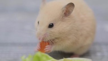 Şirin kahverengi hamster gri arka planda havuç yiyor.