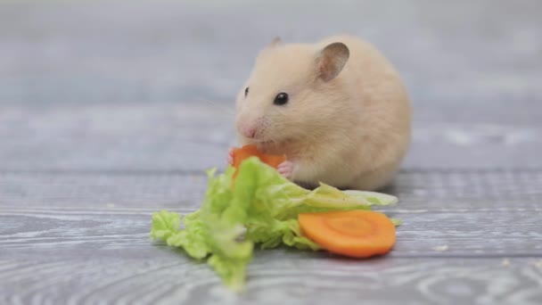 귀여운 햄스터는 위에서 당근을 먹는다 — 비디오