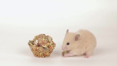 Küçük kahverengi bir hamster açık arkaplanda tahıl yer.