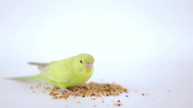 Şirin yeşil papağan arka planda yemek yiyor.