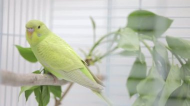 Tahta bir levrekte oturan yeşil papağan.