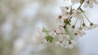 Kiraz çiçekleri dalını kapatın.
