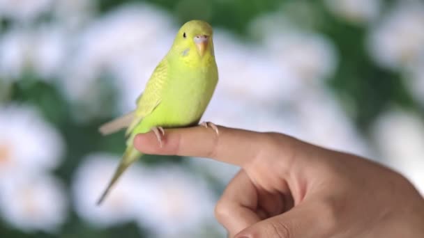 Słodkie Zielony Papuga Siedzi Palec — Wideo stockowe