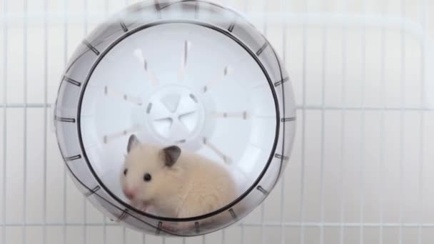 Tekerlekte Oturan Sevimli Kahverengi Hamster — Stok video