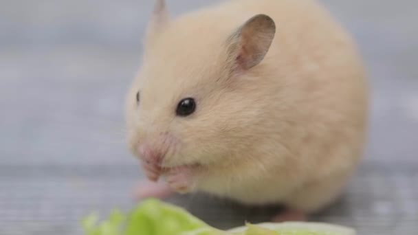 Cute Brown Hamster Eats Carrot Gray Background — Stock Video