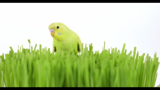 Słodkie Zielony Papuga Siedzi Trawie — Wideo stockowe