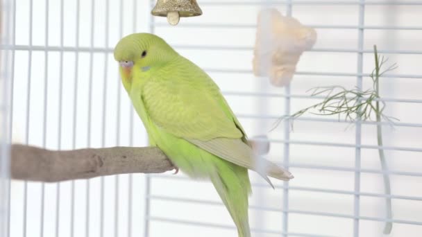 Green Parrot Sitting Wooden Perch — Stock Video