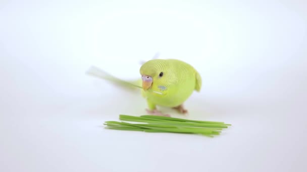 Söt Grön Papegoja Äter Gräs Ljus Bakgrund — Stockvideo