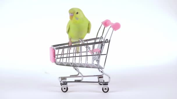 Lindo Loro Verde Sienta Carro Supermercado — Vídeo de stock