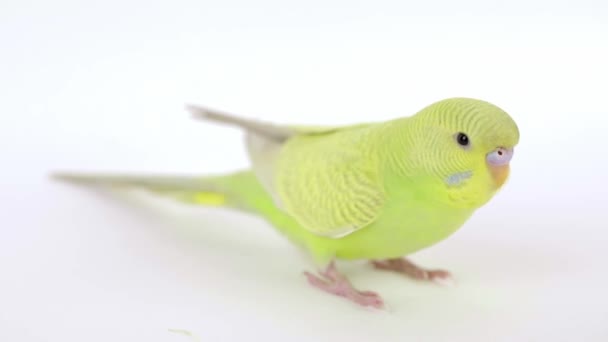 Zöld Papagáj Egy Könnyű Háttér Közelkép — Stock videók