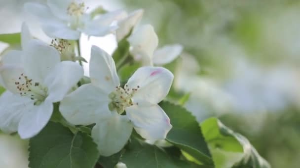 Bloeiende Tak Van Appelboom Met Witte Bloemen — Stockvideo
