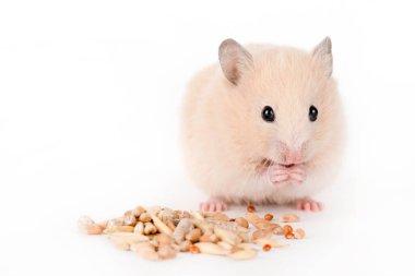 Kahverengi hamster hafif arka planda yemek yer.