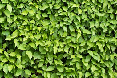 arkaplan yeşil yaprakları kapat