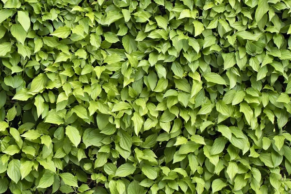 arkaplan yeşil yaprakları kapat