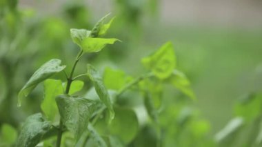 Yeşil yapraklı ağaç dalı yakın çekim