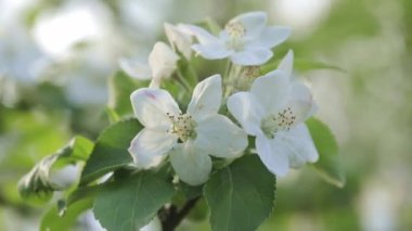 Kiraz çiçekleri dalını kapatın.
