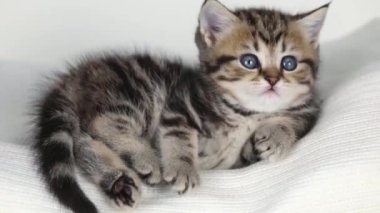 Küçük kahverengi bir kedi yavrusu açık bir arkaplanda oturur ve etrafına bakar.